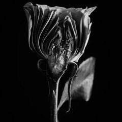 dead flower