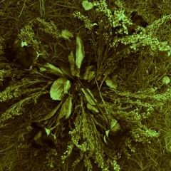 懺情書_月光寶盒yoi_hi__20251006