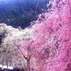 sakura / ft. убилсебя