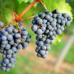 Weinliebe: Herbst-Trip ins Weinbaugebiet