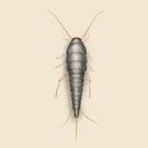 Ultra Instinct Silverfish (Breaks set)