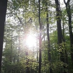 Pillgrove Wood, Ashton Court Estate, Bristol, UK