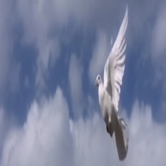 Black Kray - H00D ANGELS🕊️ (fever dream)