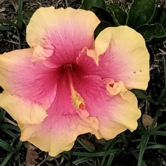 Return to me (King Kadu)