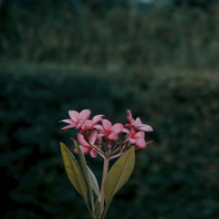 ‎⁨2 صباحًا بلانت⁩ prod; juulio