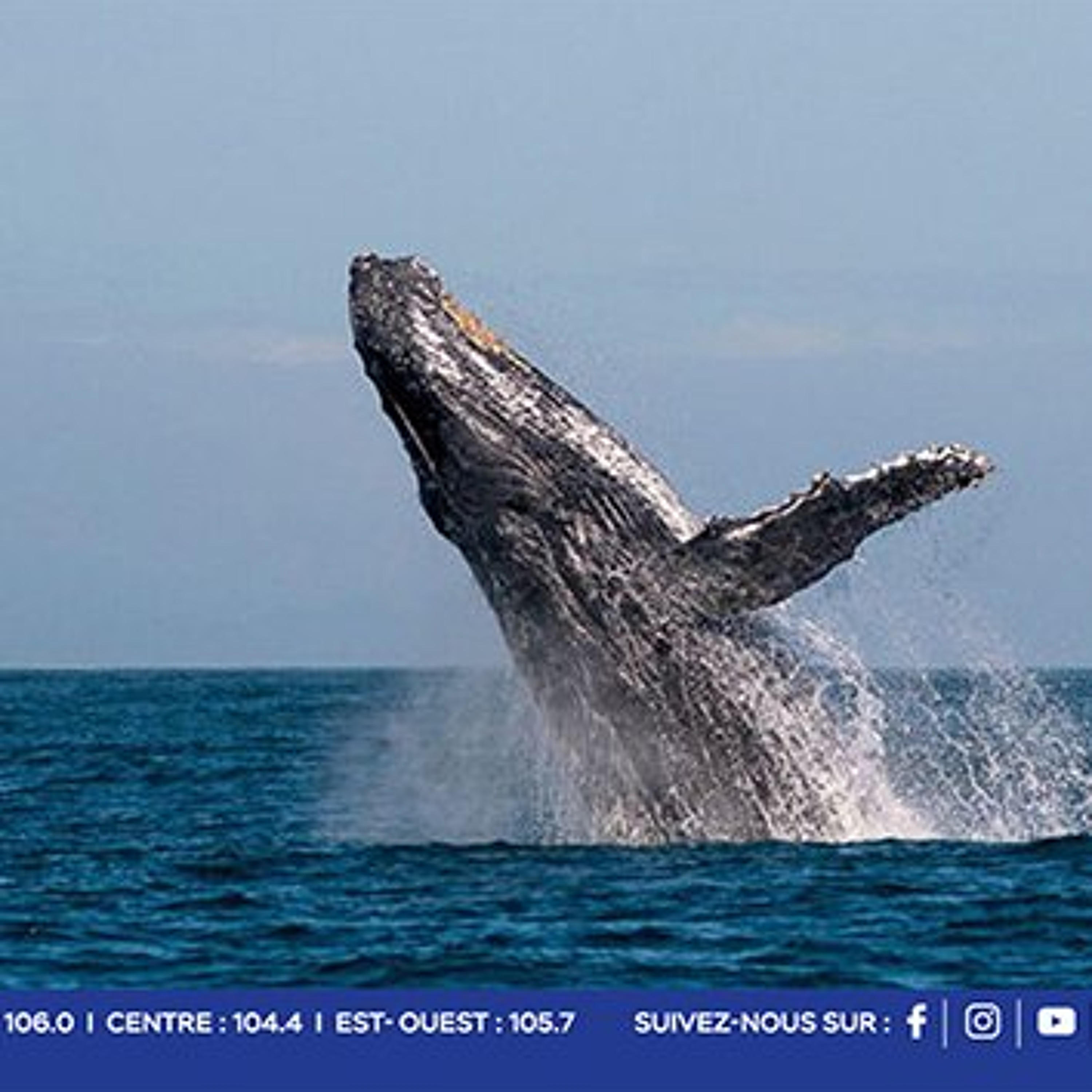 National Whale Migration Festival : un festival inédit consacré aux géants des mers ce samedi à Tamarin…