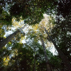 Dawn Chorus - Ulu Muda Rainforest, Malaysia