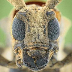 INSECTES