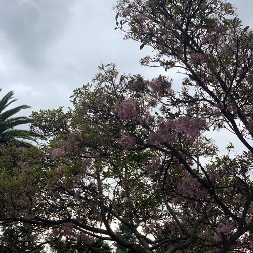 Abrildefres - TOLOQVES