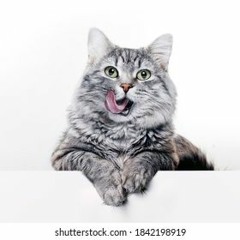 hold on let me put my cat on the mic