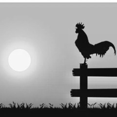 Early Bird