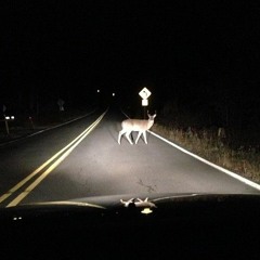 deer in tha headlights (CJ808)