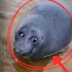 RADA - Tightrope BITCRUSHED