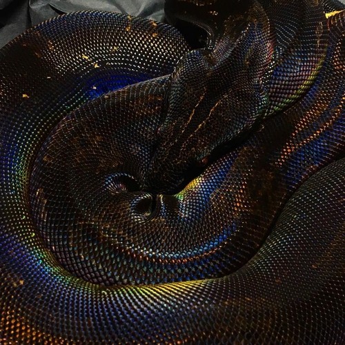 never trust (prod. d1sgrace)