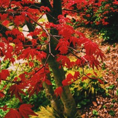 Warbler Dreams