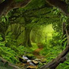 forest