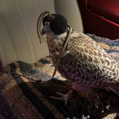 أنـت الفـخـامة و أنـت عـالـمي و ضـيـة