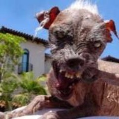 chien chien (am am v2)