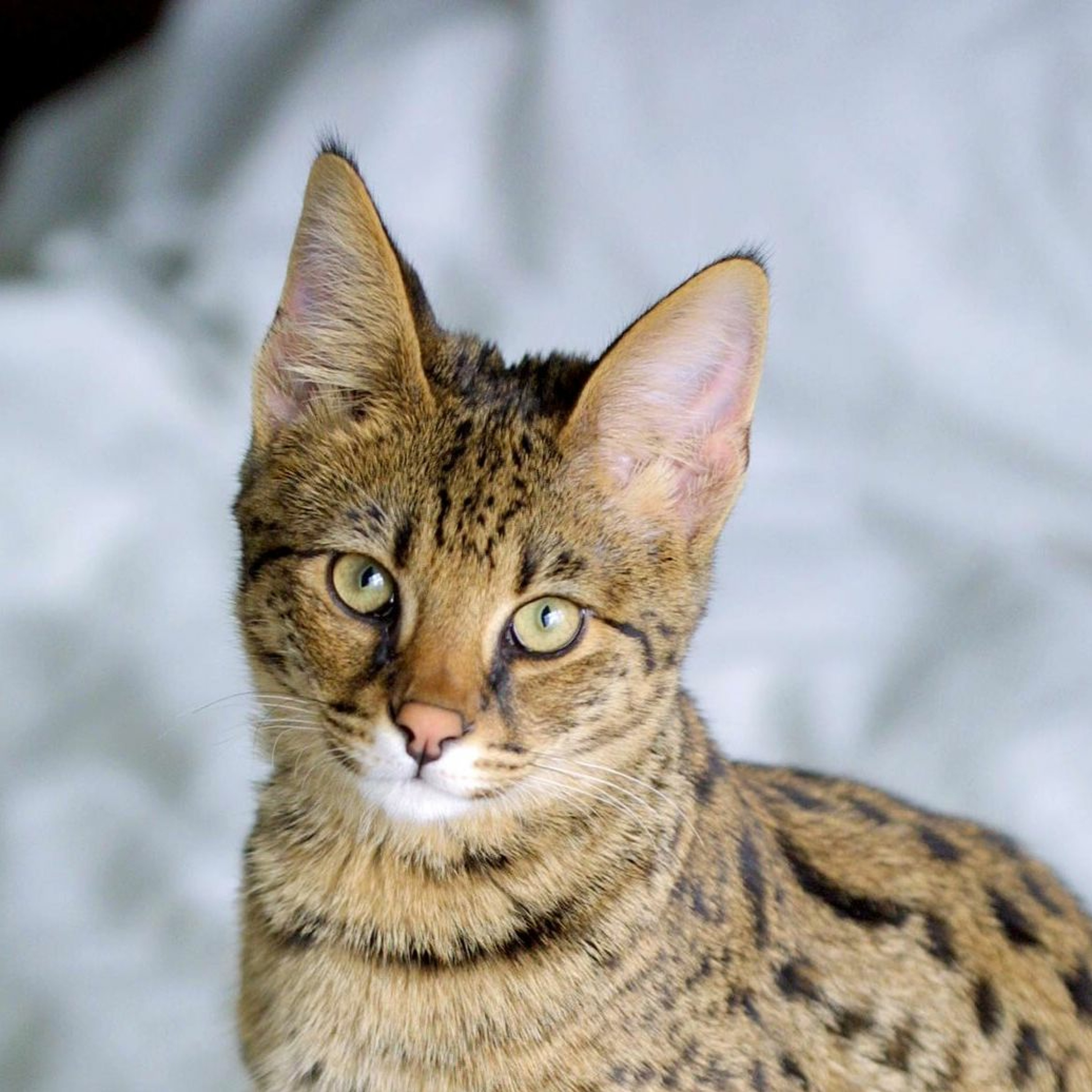 Le podCat