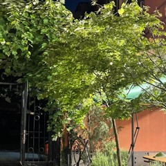 bbc_tawny-owl-_nhu0510408