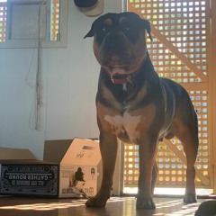 Bosley