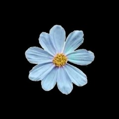 Dandelions - Ruth B