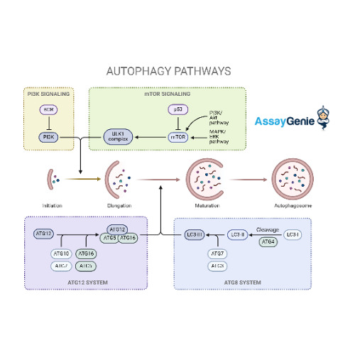 Stream episode Understanding the Autophagy Pathway_ A Critical Process ...