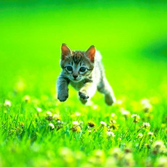 green lightz prod over