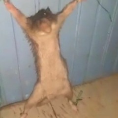 KZR - Paneļmāju Reputācijai