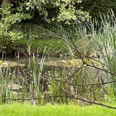 Frogs in a pond (Drielsche Zeeg, May 17th 2024)