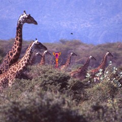 Techno Giraffe Mix (Photo - Hell's Gate National Park, Kenya 1998)