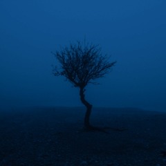 Fading Over Time | Scapes