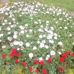 Accidente - Las ligas menores Cover by Mikiko Maza