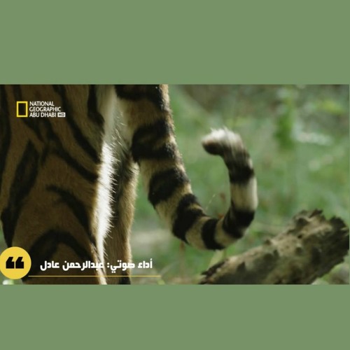 Unofficial - وثائقي النمور