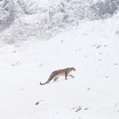 Deep Inside, Around & Everywhere, Vol. 21 (spirit)