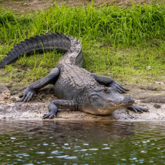 gatorbait2