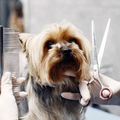 - Industrial sex cult