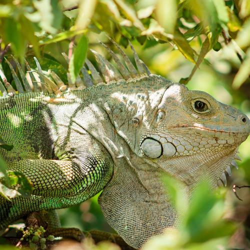 ANIMAL_MIXTAPE2023__Mino_Lafoudre