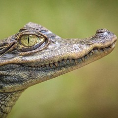 Crocodile