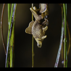 Sea Cave Transmogrified