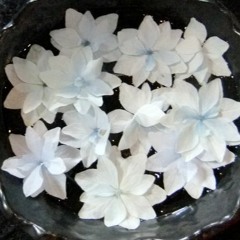 baby bloom – coffee never tasted so good