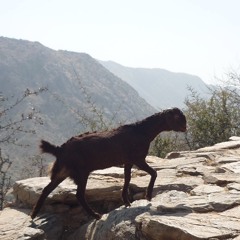 Marusthal मरुस्थल  - desert