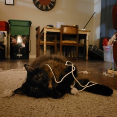 This Wretched Adventure