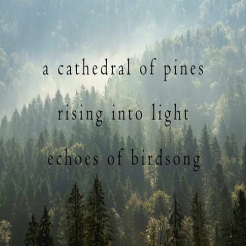 OneAmbient4 - A Cathedral Of Pines Echoes Of Birdsong (Naviarhaiku 345)