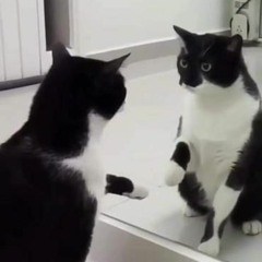 Black n Cat  mirror  *Acid-techno*