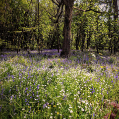 The Sound of Organic Ambient