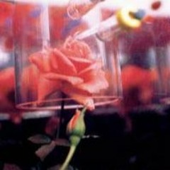 I Can't Smell The Flowers