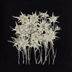 MALUMA - HAWAI (ALTERPATH REMIX)