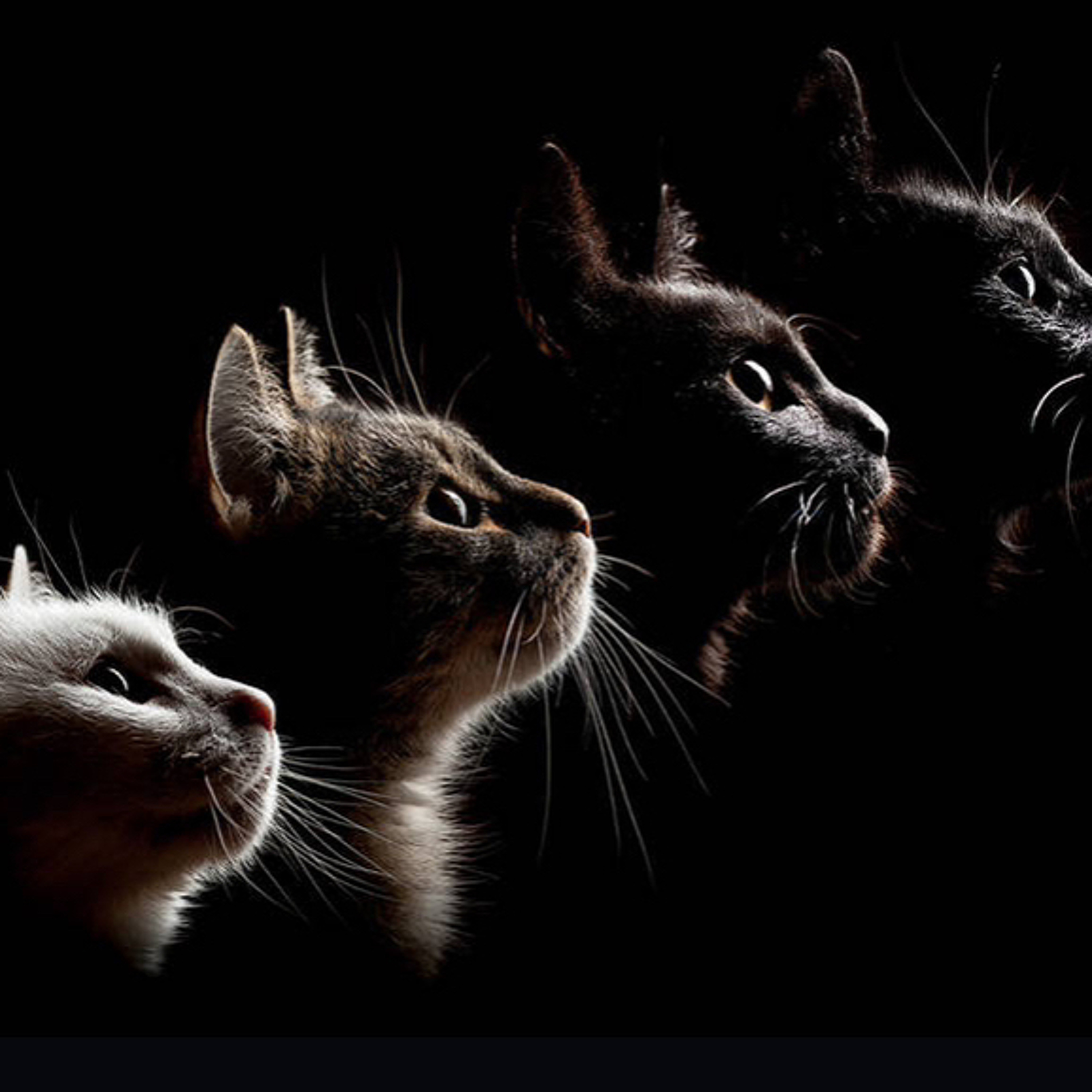 CAT 4 episode artwork