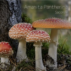 Amanita Pantherina